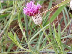 Parapolydora fastigiata