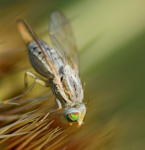 Terellia longicauda