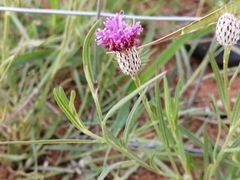 Parapolydora fastigiata