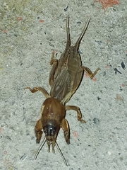 Neocurtilla