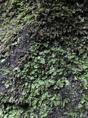 Cryptomitrium tenerum