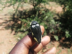 Sternocera orissa orissa