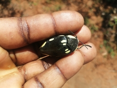 Sternocera orissa orissa