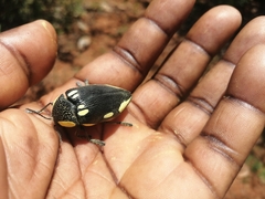 Sternocera orissa orissa