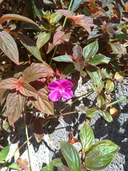 Heterocentron macrostachyum