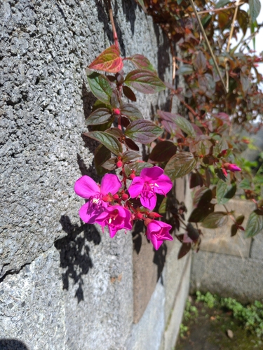 Pearlflower (Heterocentron macrostachyum)