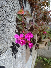 Heterocentron macrostachyum