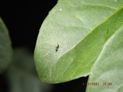 Technomyrmex difficilis