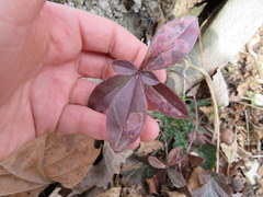Liriomyza phloxiphaga