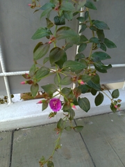 Heterocentron macrostachyum