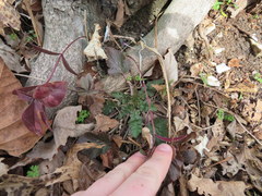 Geum vernum