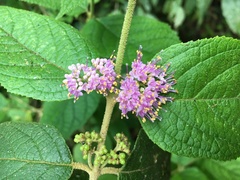 Callicarpa pedunculata