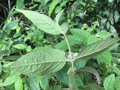 Callicarpa pedunculata