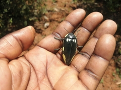 Sternocera orissa orissa