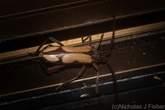 Phoracantha mitchelli