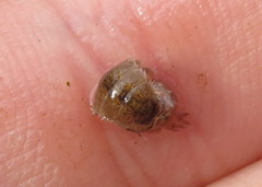 Caecidotea brevicauda