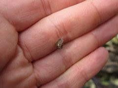 Caecidotea brevicauda