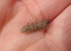 Caecidotea brevicauda