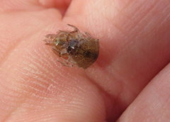 Caecidotea brevicauda