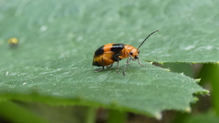 Aulacophora hilaris