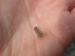 Caecidotea brevicauda