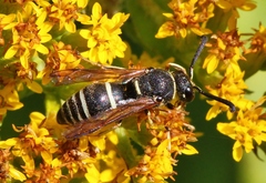 Euodynerus planitarsis