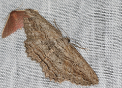 Scioglyptis loxographa