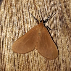 Eubaphe