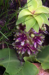 Eucomis vandermerwei