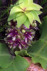 Eucomis vandermerwei