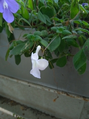 Streptocarpus saxorum
