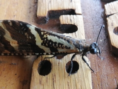 Palparini