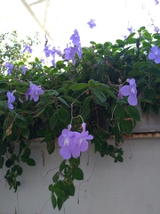 Streptocarpus saxorum