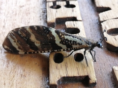 Palparini