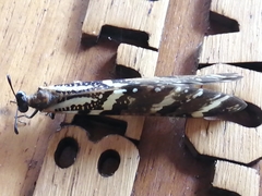 Palparini
