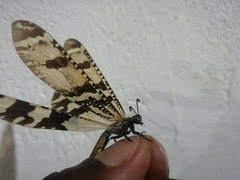 Palparini