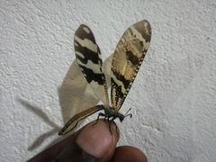 Palparini