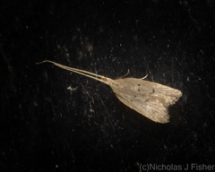 Lecithocera imprudens