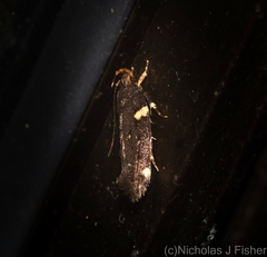 Macrobathra alternatella