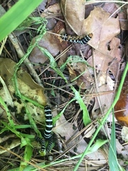 Xanthopastis regnatrix
