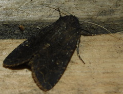 Apamea oblonga