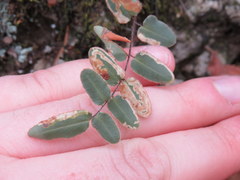 Phytoliriomyza felti