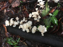 Marasmius pellucidus