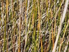Juncus roemerianus