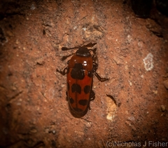 Episcaphula australis