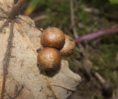 Pediaspis aceris