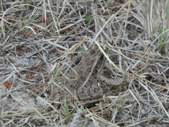 Lithobates blairi