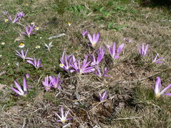 Colchicum montanum