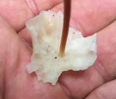 Marasmius pellucidus