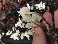 Marasmius pellucidus